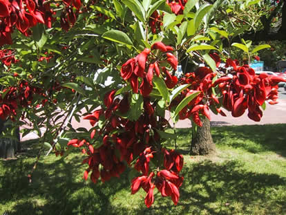 �A���[���`���̍��ԁA�Z�C�{