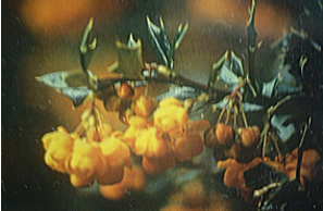 �J���t�@�e�̉�