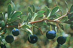 �J���t�@�e�̎��A���n�ł̓W����������