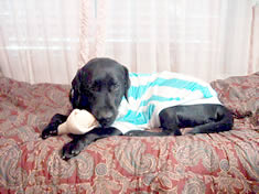 �A���[���`���̃T�|�[�^�[��