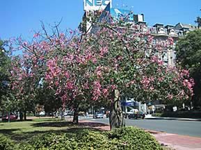 �p���E�{���b�`���̖�